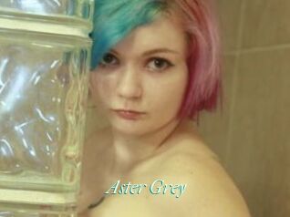 Aster_Grey