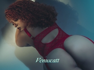 Venuscatt